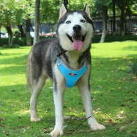 Beztlakový postroj pre psa ASTRO - modrý - rozmer L