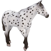 Mojo Appaloosa žrebec