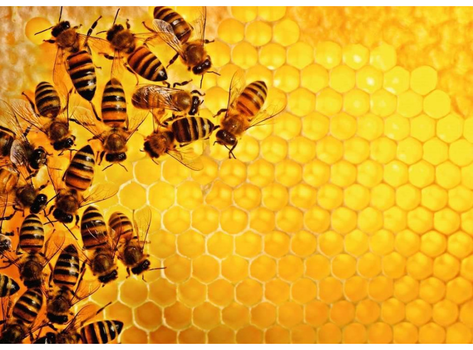 RAVENSBURGER Puzzle Challenge: Včely na medovom plástve 1000 dielikov