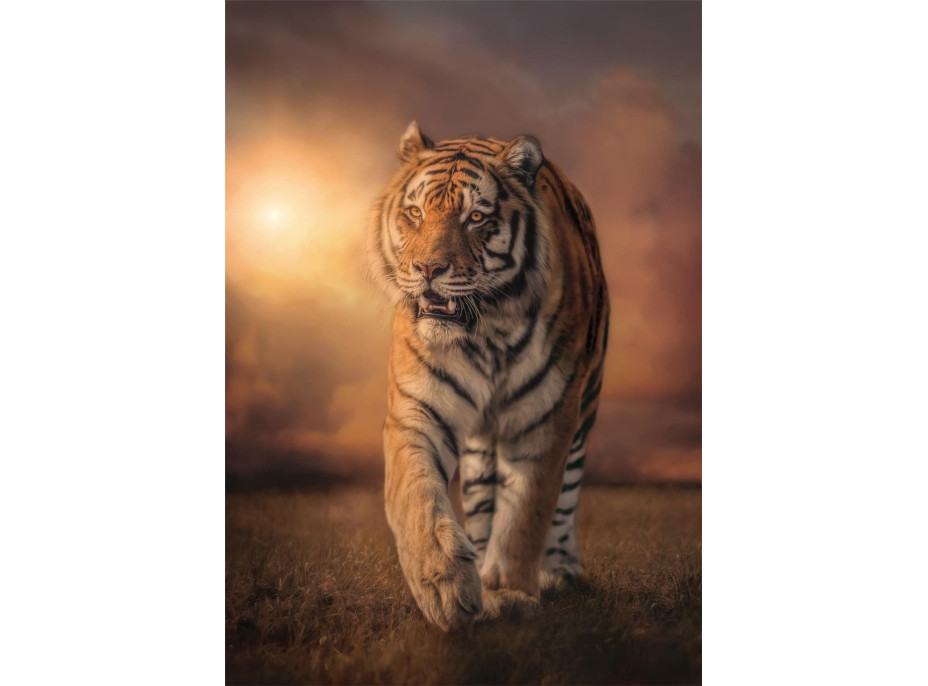 CLEMENTONI Puzzle Tiger 1000 dielikov