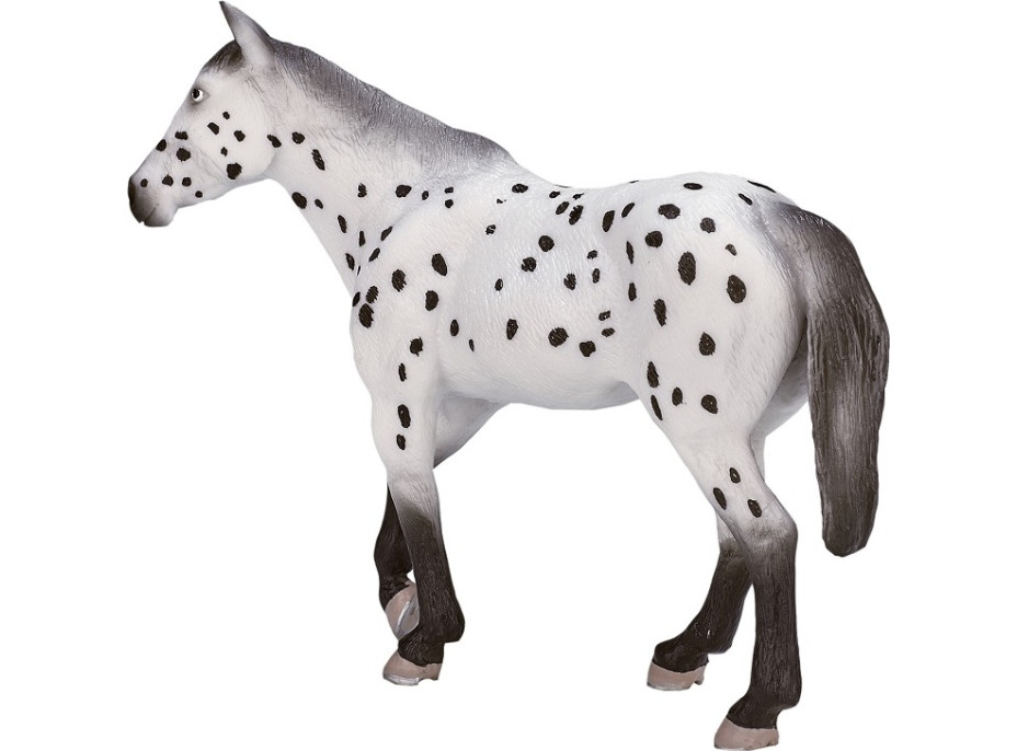 Mojo Appaloosa žrebec