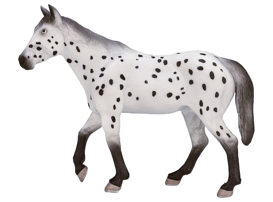 Mojo Appaloosa žrebec