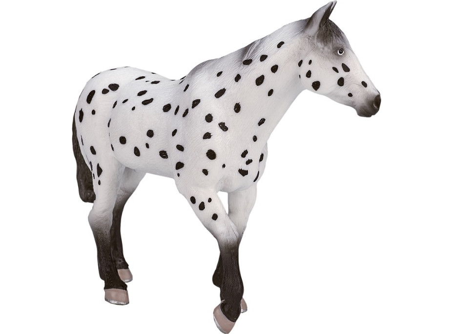 Mojo Appaloosa žrebec