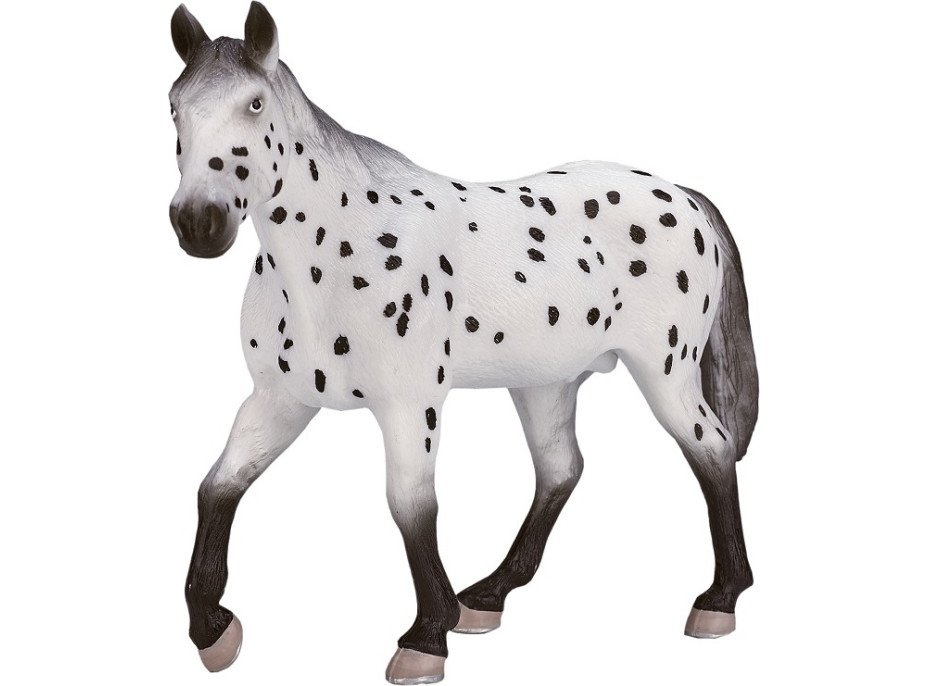 Mojo Appaloosa žrebec