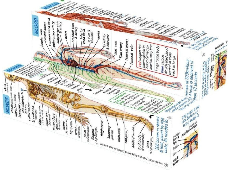 Zoobookoo Kniha v skratke Ľudské telo