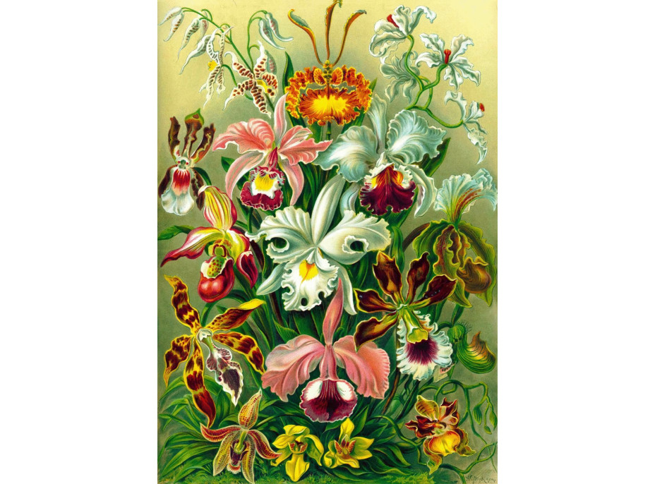 GOOD LOOT Puzzle Imagination: Ernst Haeckel - Orchidea 1000 dielikov