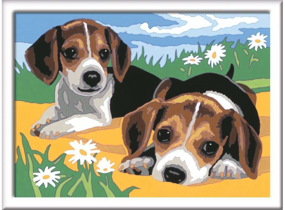 RAVENSBURGER CreArt Maľovanie podľa čísel: Šteňatá Jack Russella 24x18 cm