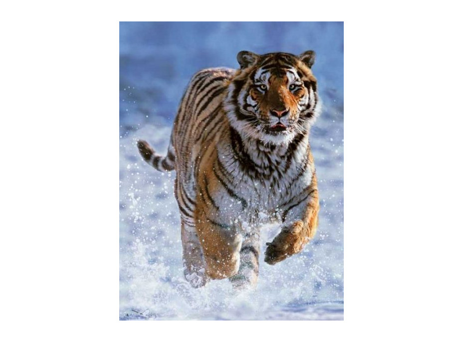 RAVENSBURGER Puzzle Tiger v snehu 500 dielikov