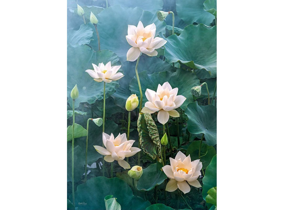 CHERRY PAZZI Puzzle Biely lotus 1000 dielikov