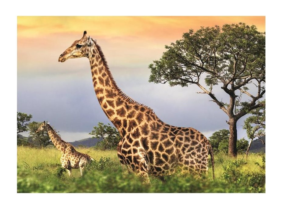 DINO Puzzle Žirafia rodina 1000 dielikov