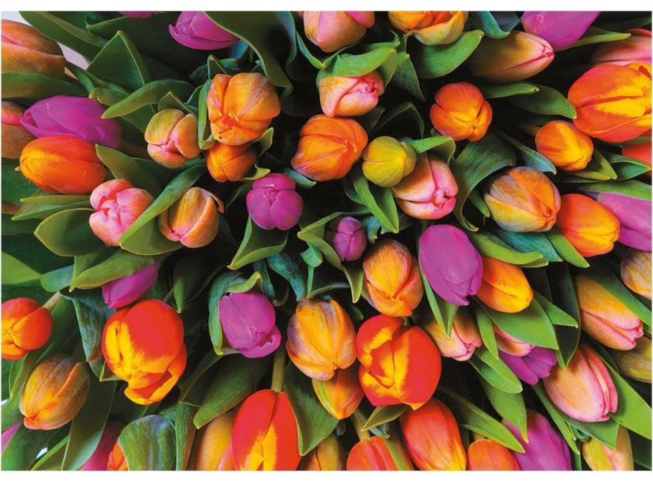 PIATNIK Puzzle Tulipány 1000 dielikov